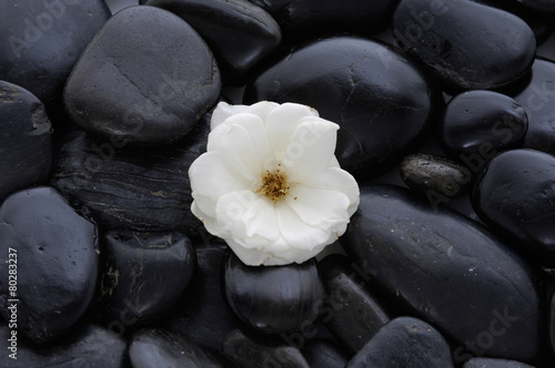 White rose with black pebbles 