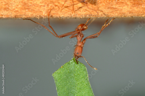 Leaf-cutter ant carrying leaf photo