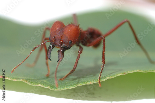 Ant ants  walking on green leaf. © szacchi