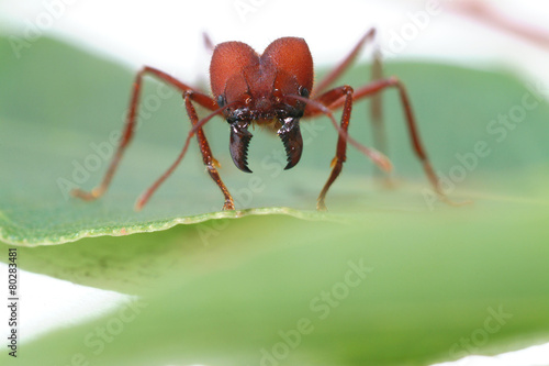 Ant ants  walking on green leaf.