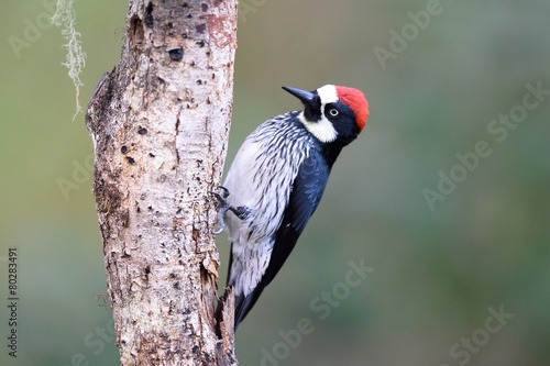 Acorn woodpecker 