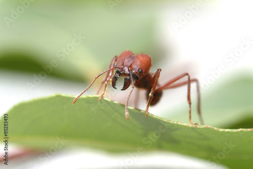 Large ants on green leaf.