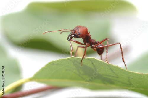 Large ants on green leaf.