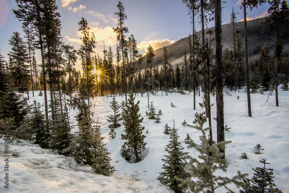 Sparse Forest in Winter with Sun Star Sparse Forest in Winter with Sun Star