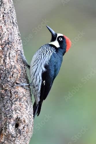 Acorn woodpecker 
