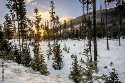 Sparse Forest in Winter with Sun Star