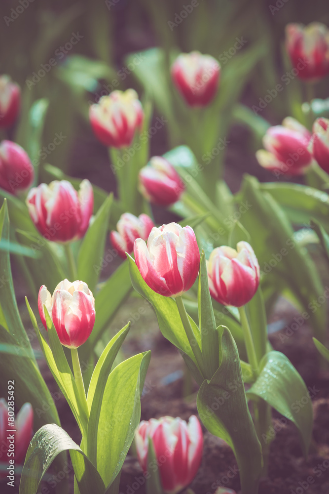 Fototapeta premium Tulip flower spring in vintage retro tone