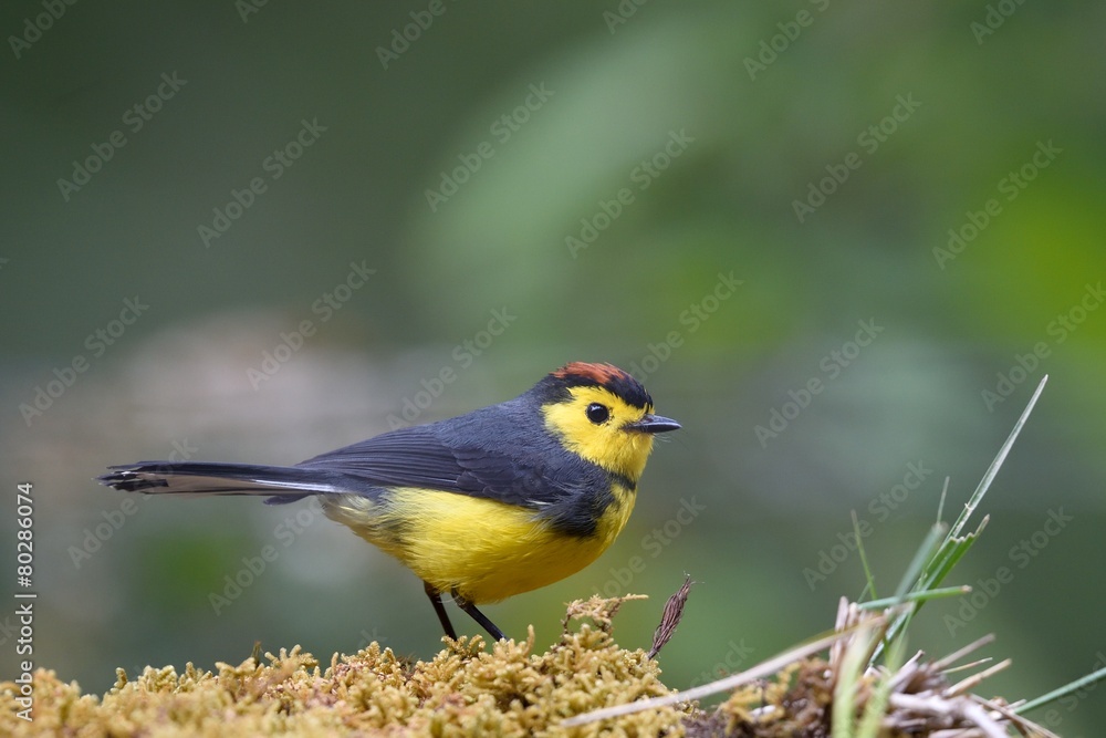 Naklejka premium Collared redstart