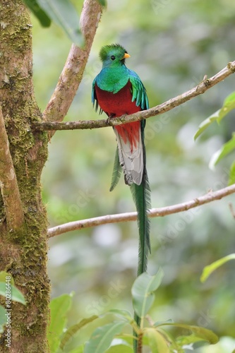 Obraz na plátne Resplendent quetzal