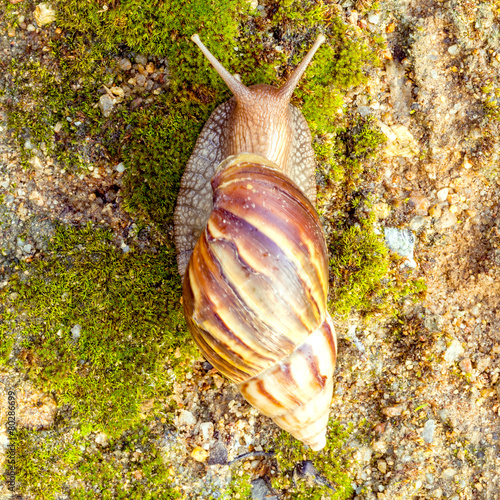 A Garden Snail (Cornu aspersum) is a species of land snail crawl