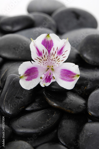 beautiful new orchid and black pebbles