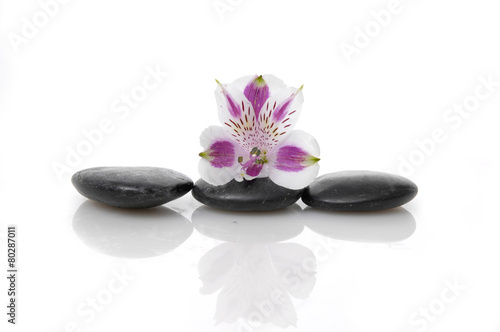 Beautiful orchid on three stone on white background