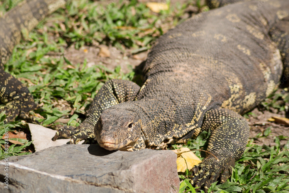 Komodo Dragon, the largest lizard in the world Komodo Dragon, the largest lizard in the world