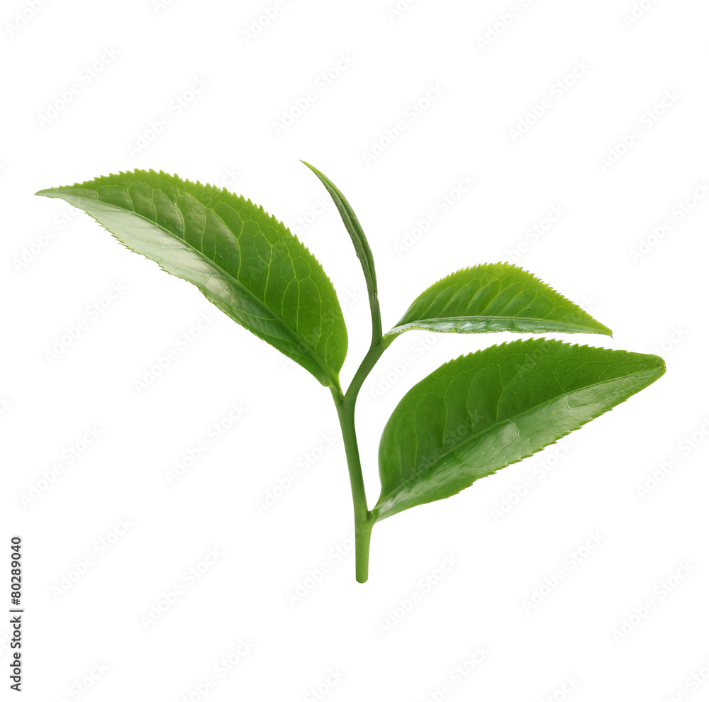 Obraz premium Green tea leaf isolated on white background