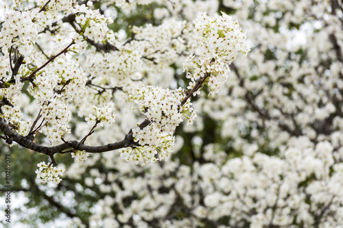 Spring bloosom tree.