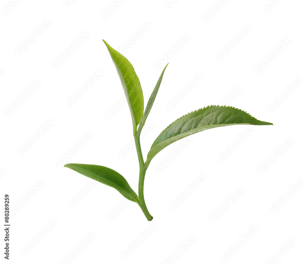 Green tea leaf isolated on white background. Green tea leaf isolated on white background.