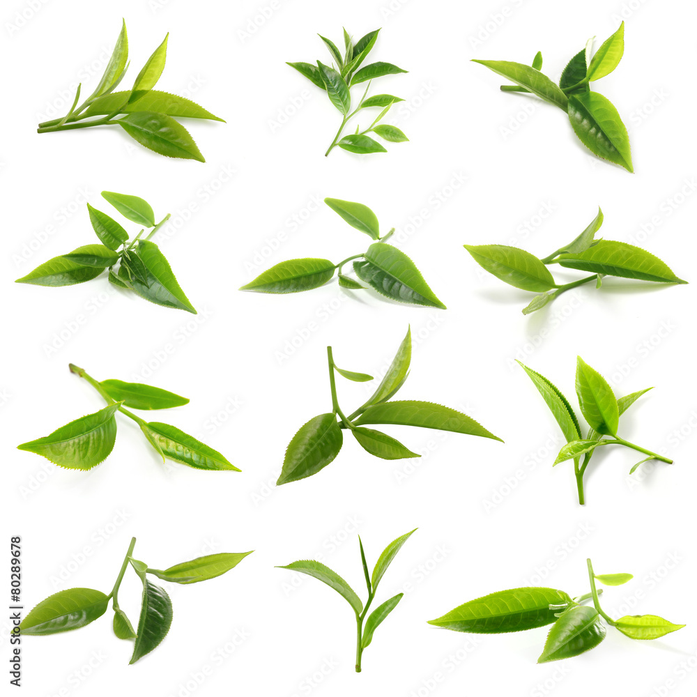green tea leaf isolated
