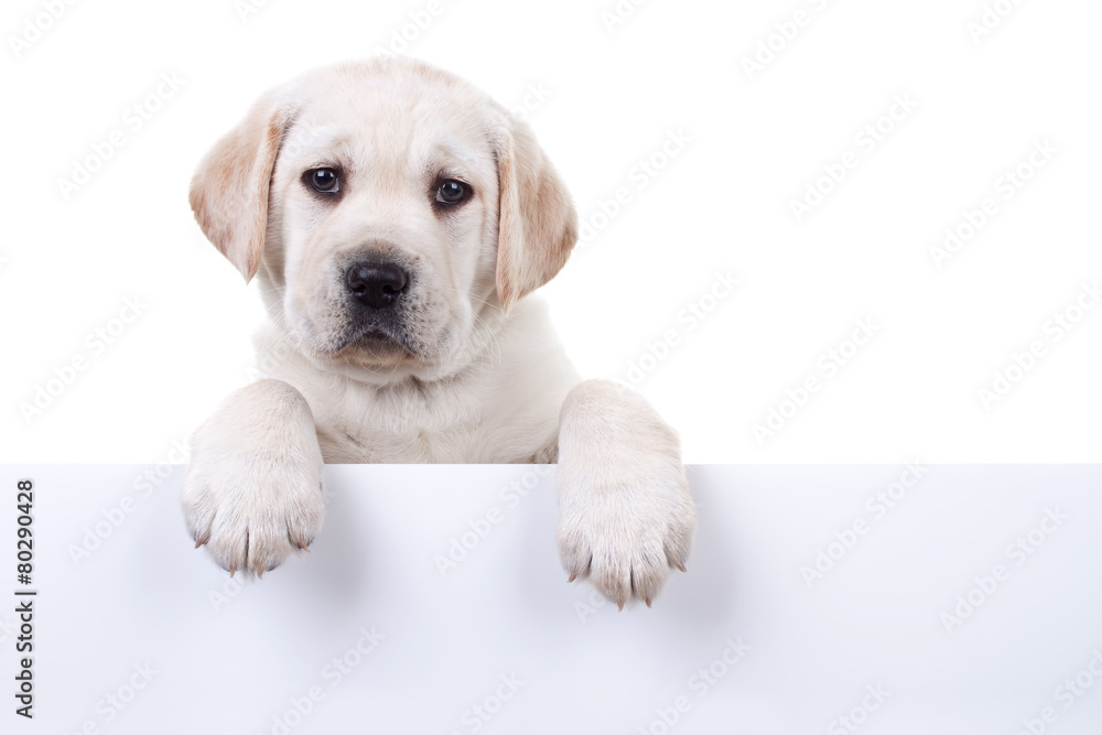 Puppy dog holding sign or banner isolated - obrazy, fototapety, plakaty 
