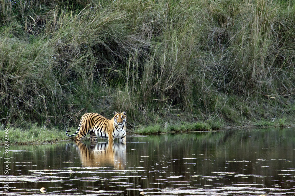 Naklejka premium Bengal tiger in Bardia, Nepal