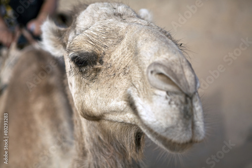 Camel head © 2630ben