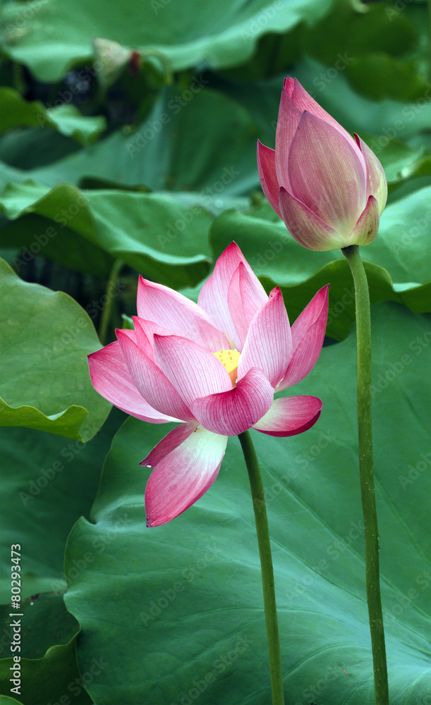 Lotus flower and Lotus flower plants Stock Photo Adobe Stock