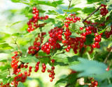 red currant in a garden