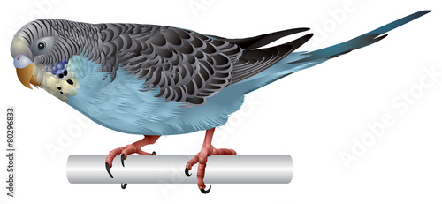 Budgerigar blue