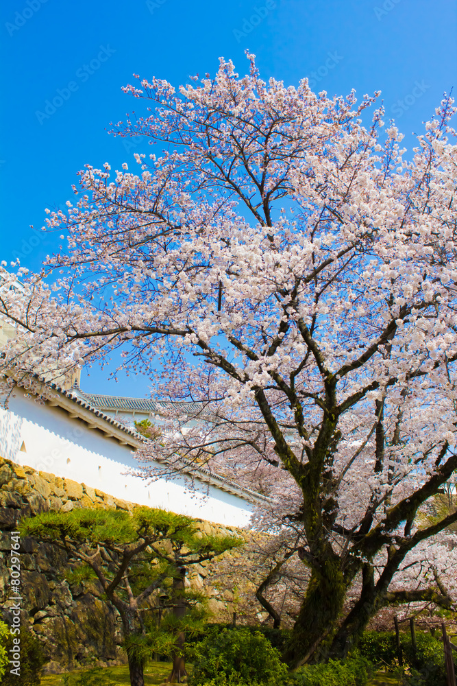 Cherry blossoms in full bloom and blue sky Cherry blossoms in full bloom and blue sky