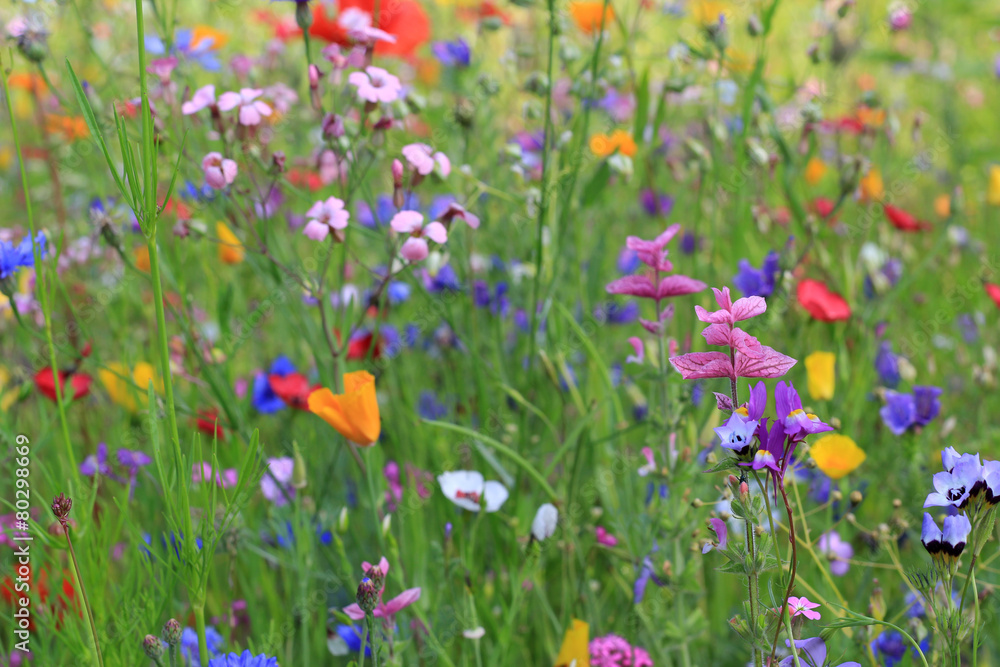 Blumenwiese_002 Blumenwiese_002