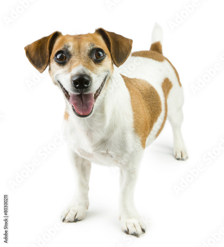 breed standard dog © Iryna&Maya