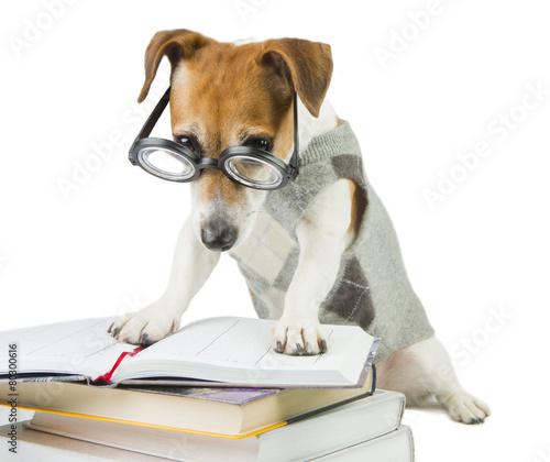 Smart funny dog with glasses and a stack of books