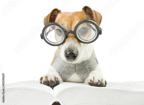 Smart funny dog with glasses is studying