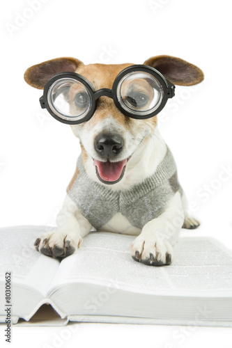 Smart reader cool dog with glasses
