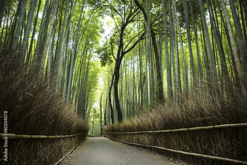 Fototapeta Naklejka Na Ścianę i Meble -  Bamboo grove
