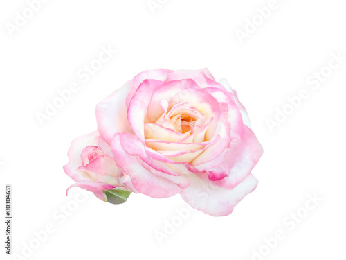 delicate beautiful pink rose