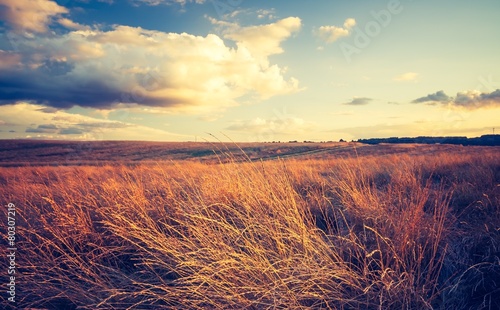 Vintage photo of withered grassland © milosz_g