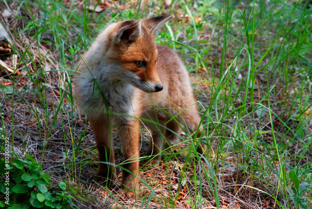 Fototapeta premium A red fox pup listening to something