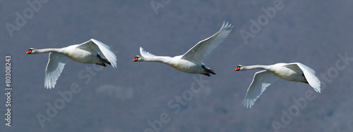 Fotografia Flock of three mute swans in flight