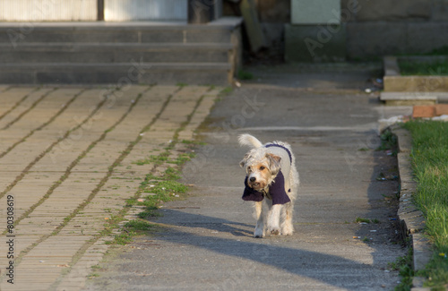 Dog walking without leash