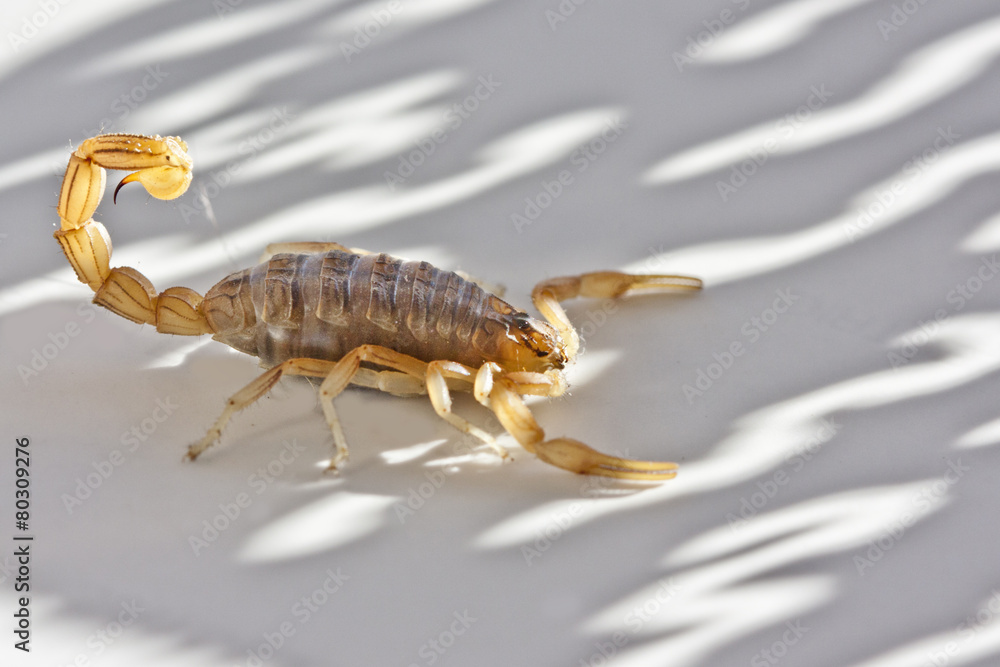 yellow scorpion, Buthus occitanus yellow scorpion, Buthus occitanus