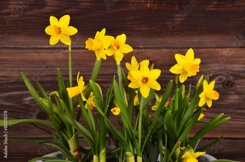 Fototapeta Naklejka Na Ścianę i Meble -  narzissen
