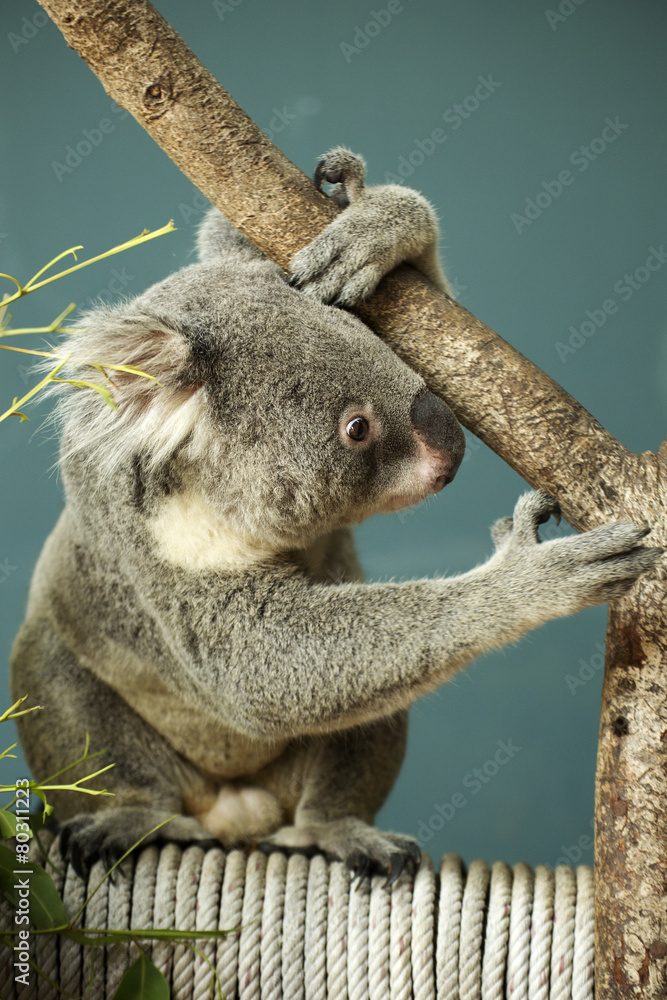 Fototapeta premium Portrait of male Koala bear sitting
