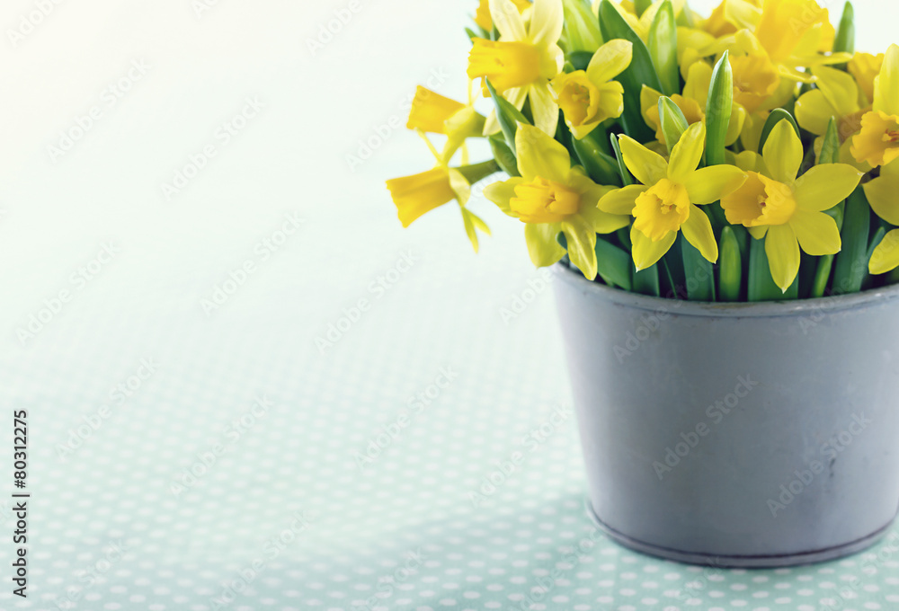 Yellow spring daffodils
