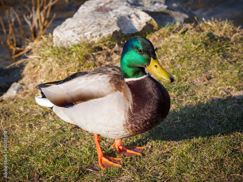 Männliche Stockente