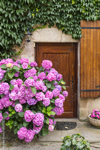 Vivid pink hydrangeas against an ancient stone wall in a village