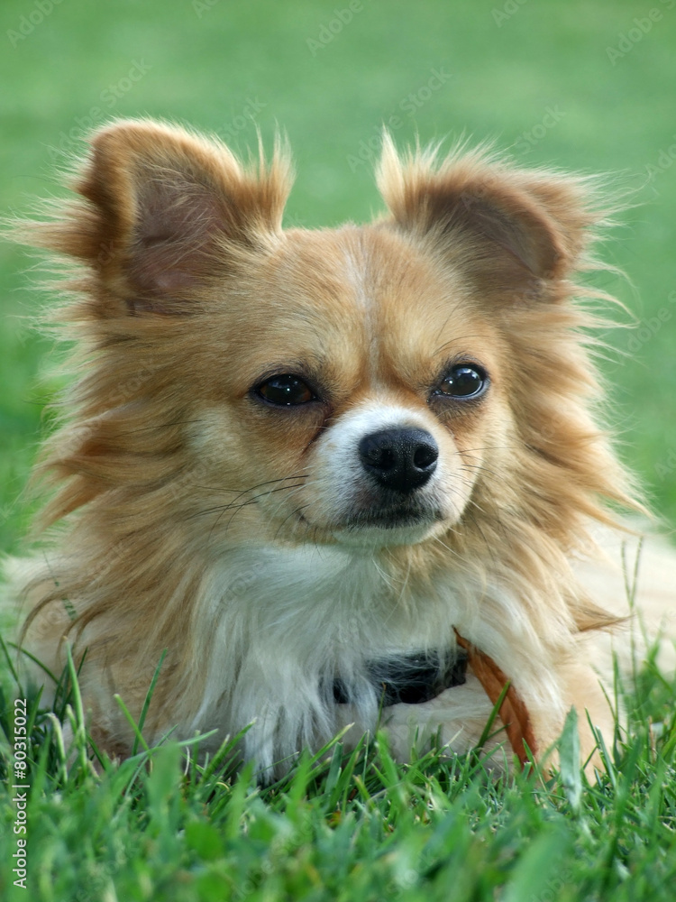 Dog Dog