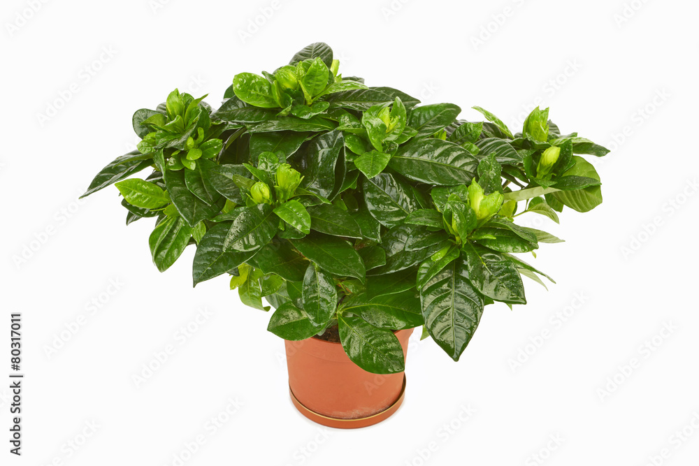 Gardenia plant in a pot isolated on white background Gardenia plant in a pot isolated on white background