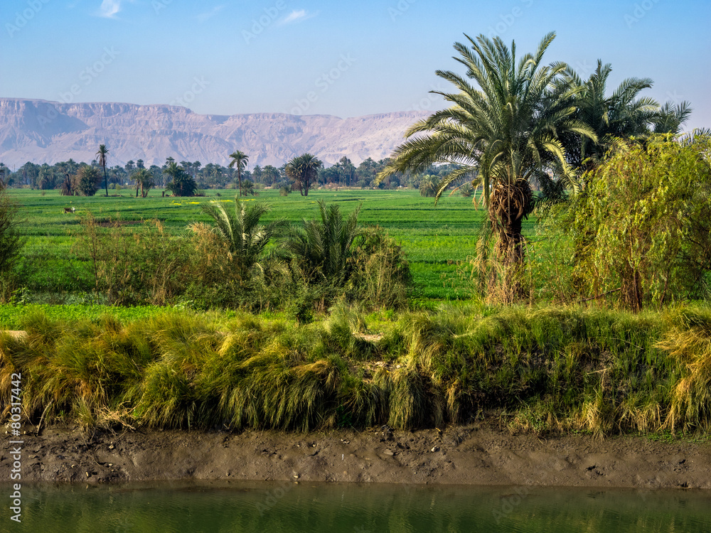 Obraz premium Shore of the Nile River in Egypt.