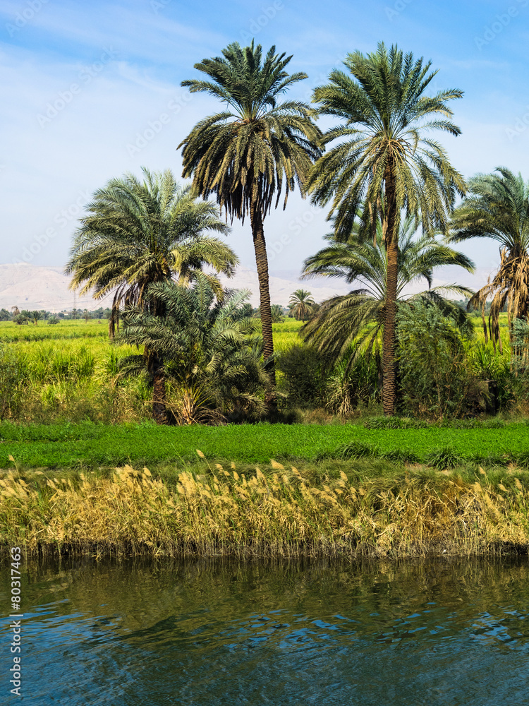 Nile riverside with palms in Egypt Nile riverside with palms in Egypt