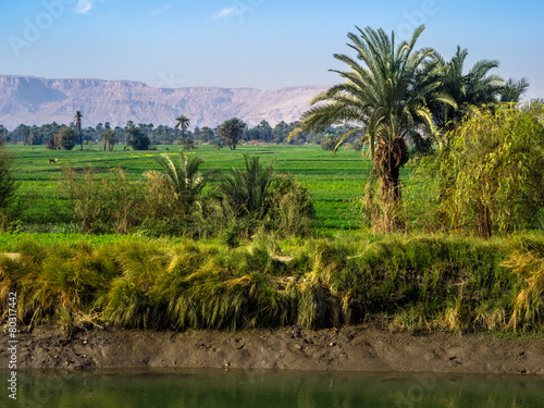Shore of the Nile River in Egypt.